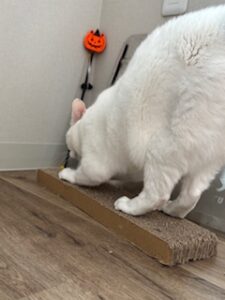 ★お泊まりブログ★